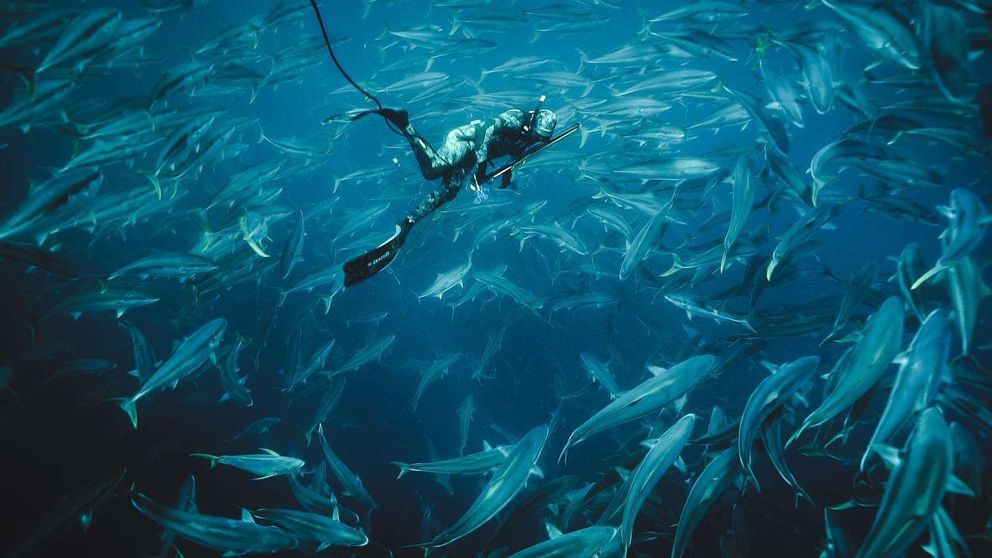 Free diver swimming amongst school of fish