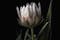 An AI generated photo of a hybrid flower between a protea and a tulip